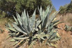 Agave americana.