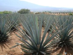 Agave tequilana.