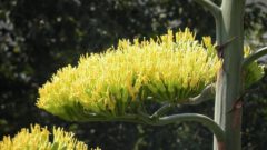 Agave flower.