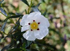 Cistus ladanifer.