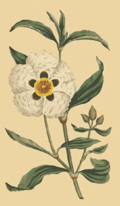 Cistus ladanifer (William Curtis, The Botanical Magazine, Vol. 4, London 1791).