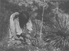 Cutting the agaves. Edward S. Curtis, The North American Indian, 1907.