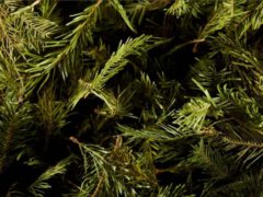 Harvested fir sprouts.