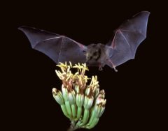 Mexican long-tongued bat (Choeronycteris mexicana).