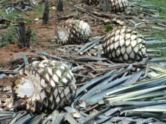 Harvested agave tequilana.