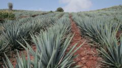 Agave plantation in Jalisco.