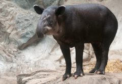 Central American tapir.