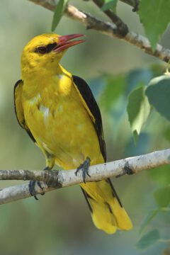 Golden oriole.