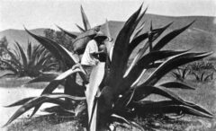 Extraction of agave juice for pulp production, around 1904.