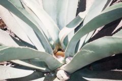 Agave juice in the agave heart before removal.