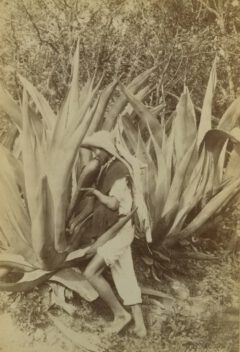 Extraction of agave juice for pulp production, around 1890.