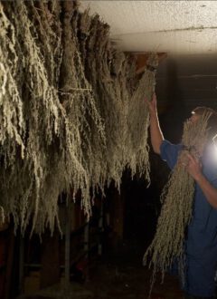 Drying wormwood.