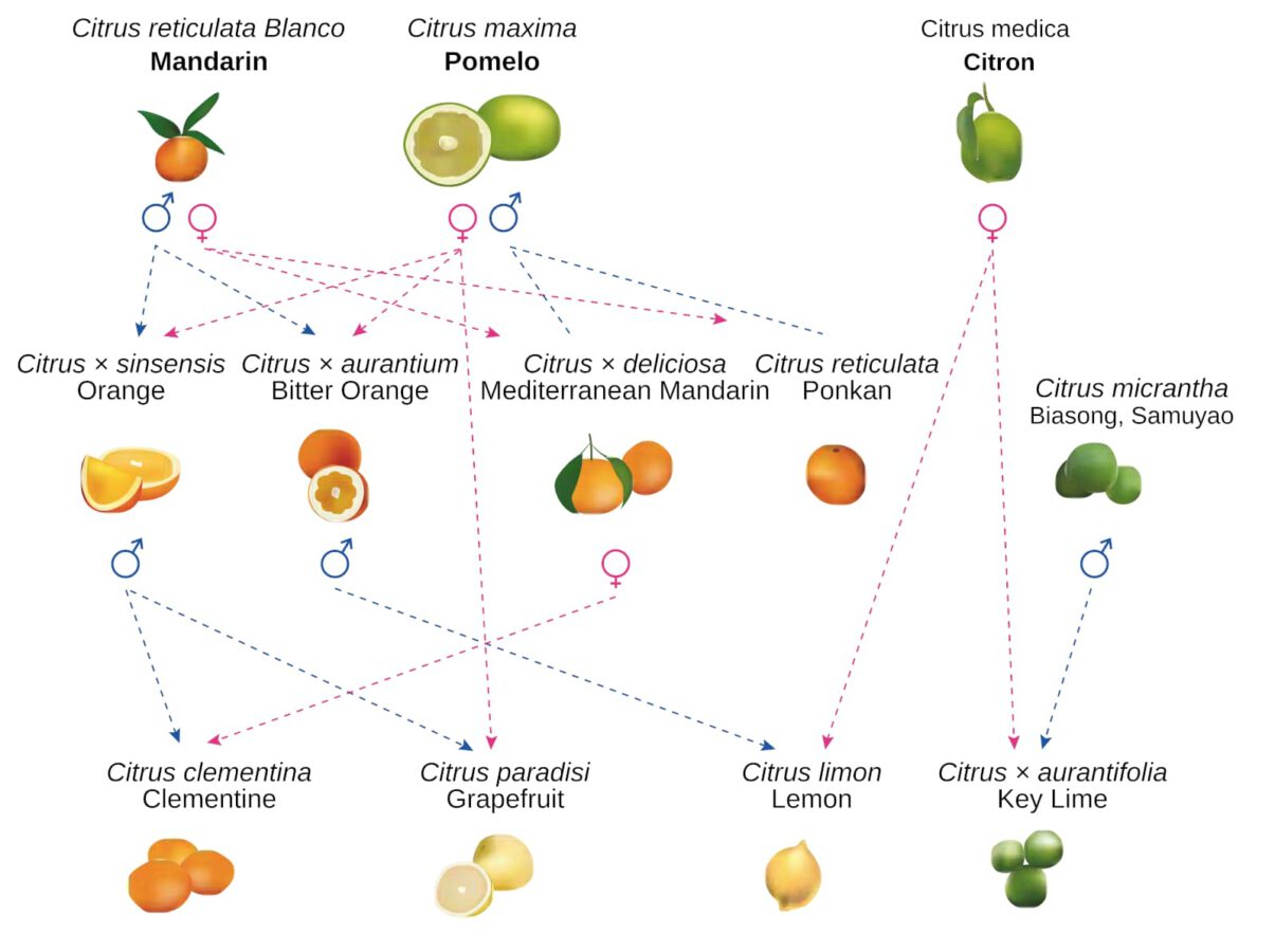 Pedigree of the citrus fruits.