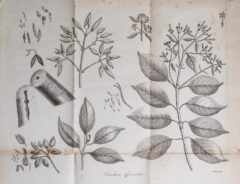 Anonymus: A description of the genus Cinchona. 1797, page 15.