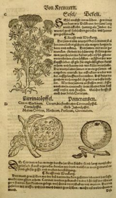 Eucharius Rößlin: Kreuterbuch. 1550, cxxvii.