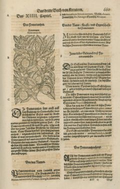 Jacobus Theodorus Tabernaemontanus: Neuw vnd volkommenlich Kreuterbuch. 1591, page 660.