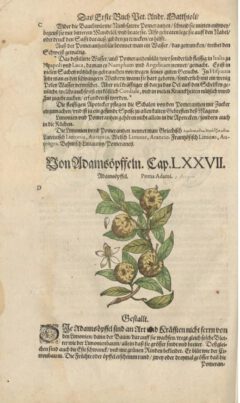 Pietro Andrea Mattiolo Kreutterbuch. 1590, page 80v.