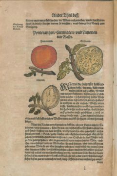 Walther Hermann Ryff: New Vollkommen Distillierbuch. 1597, page 54 (links).
