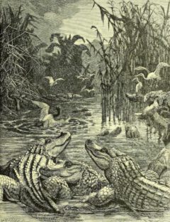 W. G. Wood: The illustrated natural history. 1871, page 27. Crokodils.