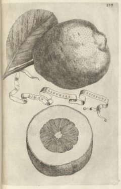 Giovanni Baptista Ferrari: Hesperides.1646, page 199.