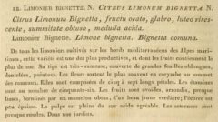 J.-A. Risso: Essai dur l’histoire naturelle des orangers ... dans le departement des Alpes Maritimes. 1813, page 38.
