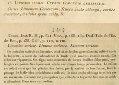 J.-A. Risso: Essai dur l’histoire naturelle des orangers ... dans le departement des Alpes Maritimes. 1813, page 39-40.
