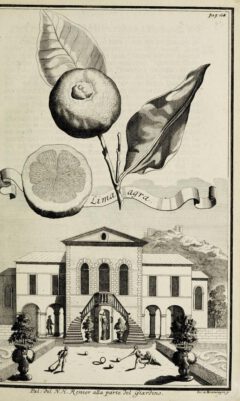 Johann Christoph Volkamer: Continvation der Nürnbergische Hesperides. 1714, page 165.