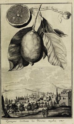 Johann Christoph Volkamer: Continvation der Nürnbergische Hesperides. 1714, page 69.