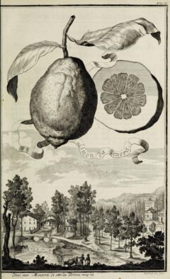 Johann Christoph Volkamer: Continvation der Nürnbergische Hesperides. 1714, page 71.