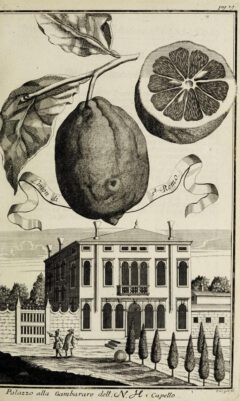 Johann Christoph Volkamer: Continvation der Nürnbergische Hesperides. 1714, page 79.