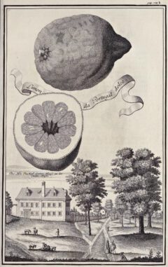 Johann Christoph Volkamer: Nürnbergische Hesperides. 1708, page 132b.