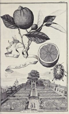 Johann Christoph Volkamer: Nürnbergische Hesperides. 1708, page 166.