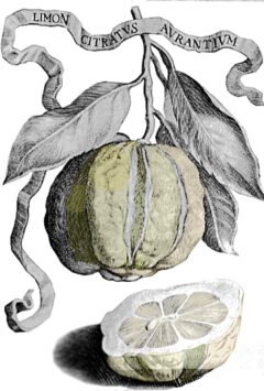 Pietro Nati: Florentina phytologica observatio. Citrus Bizzarria. 1674.